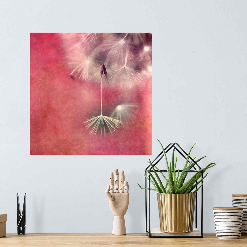 A bohemian room featuring An artistic macro photograph of a seed head against a reddish pink background.