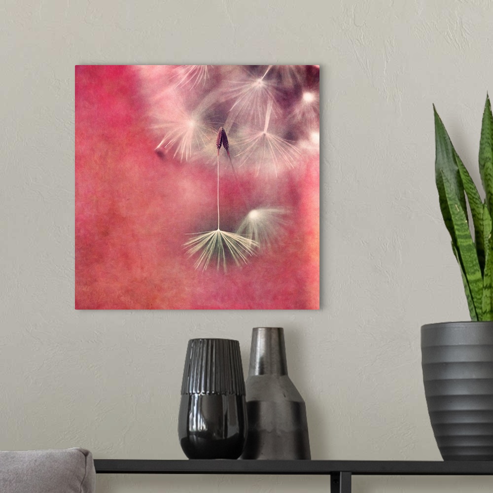 A modern room featuring An artistic macro photograph of a seed head against a reddish pink background.