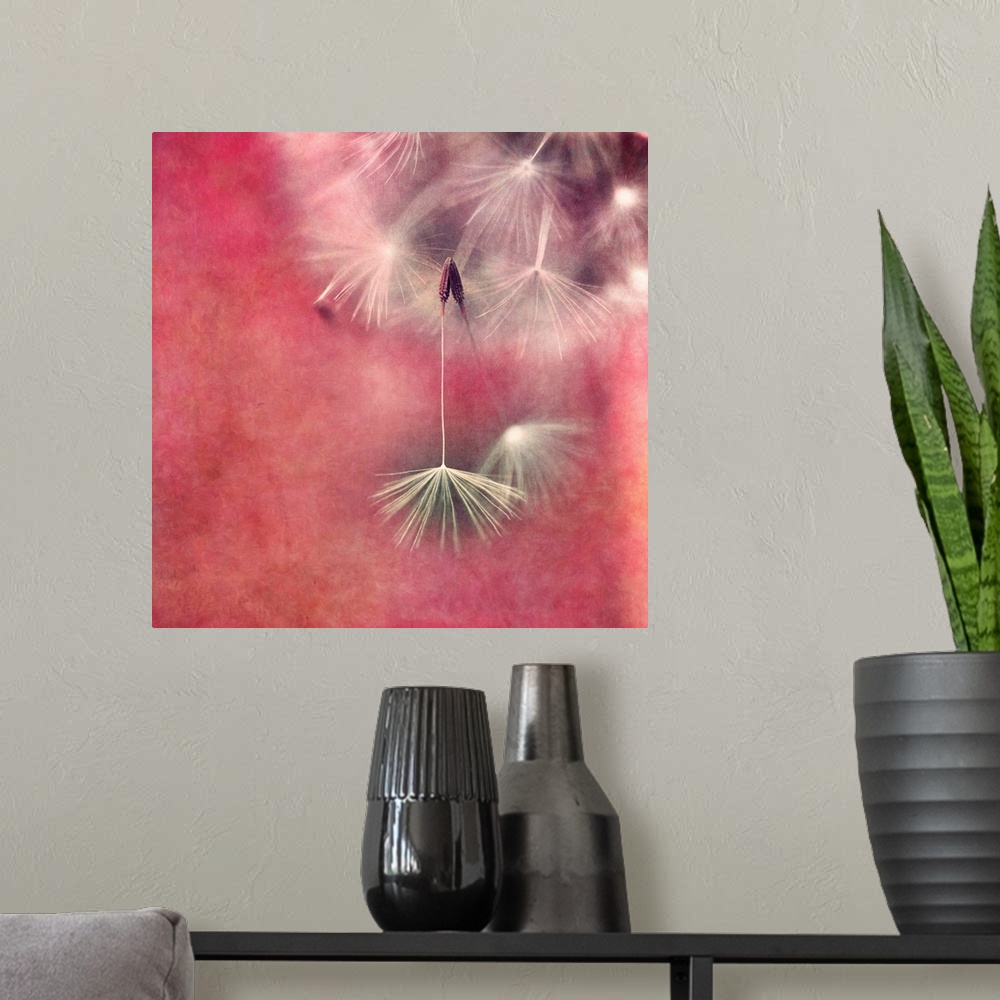 A modern room featuring An artistic macro photograph of a seed head against a reddish pink background.