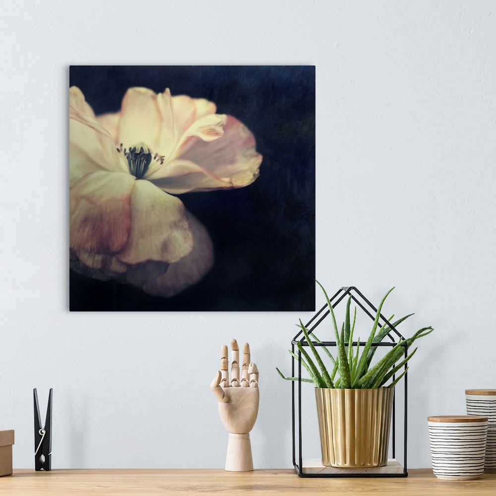 A bohemian room featuring An artistic photograph of a pale flower against a dark background.
