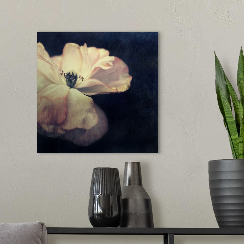 A modern room featuring An artistic photograph of a pale flower against a dark background.