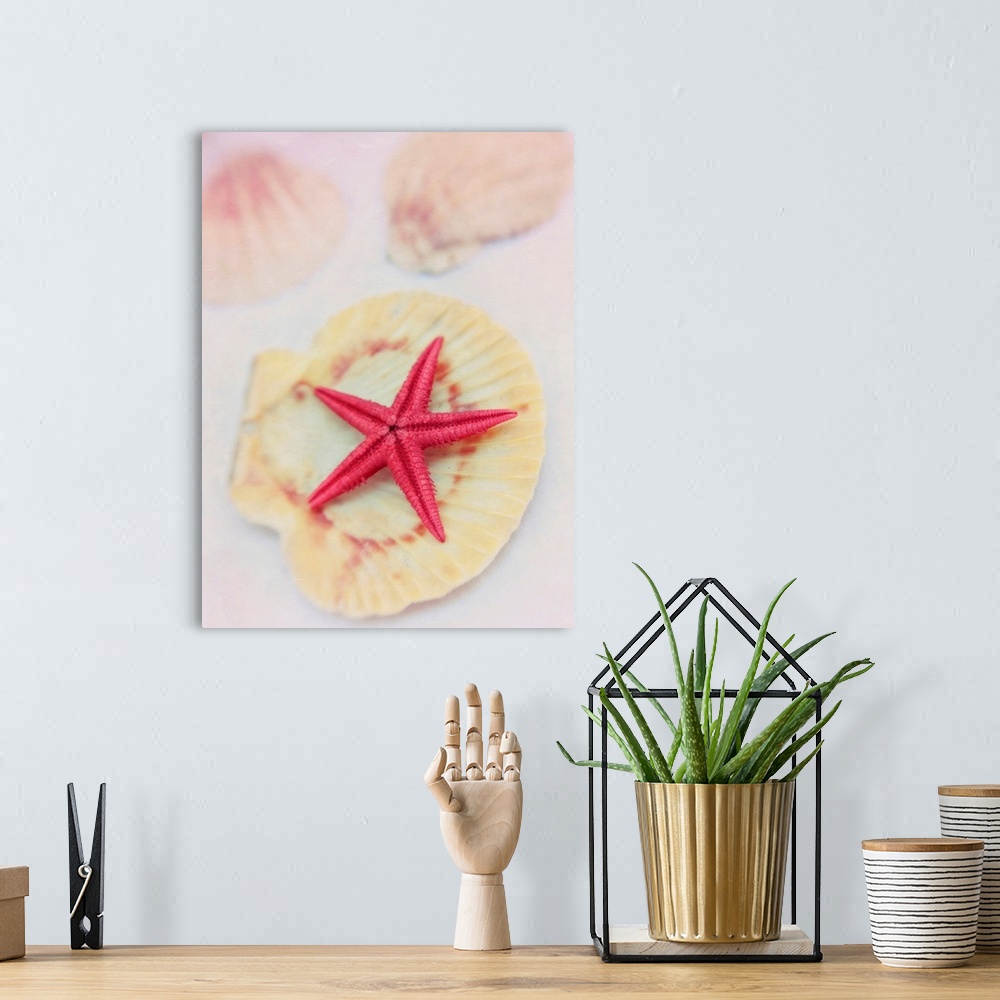 A bohemian room featuring Starfish on a seashell