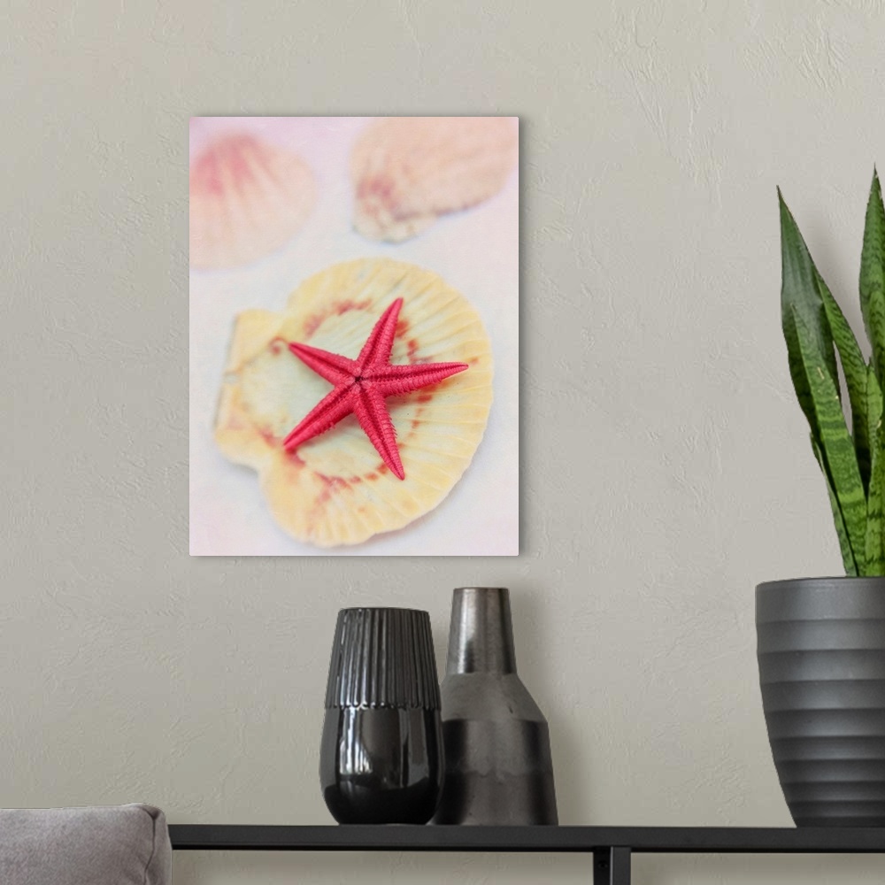 A modern room featuring Starfish on a seashell
