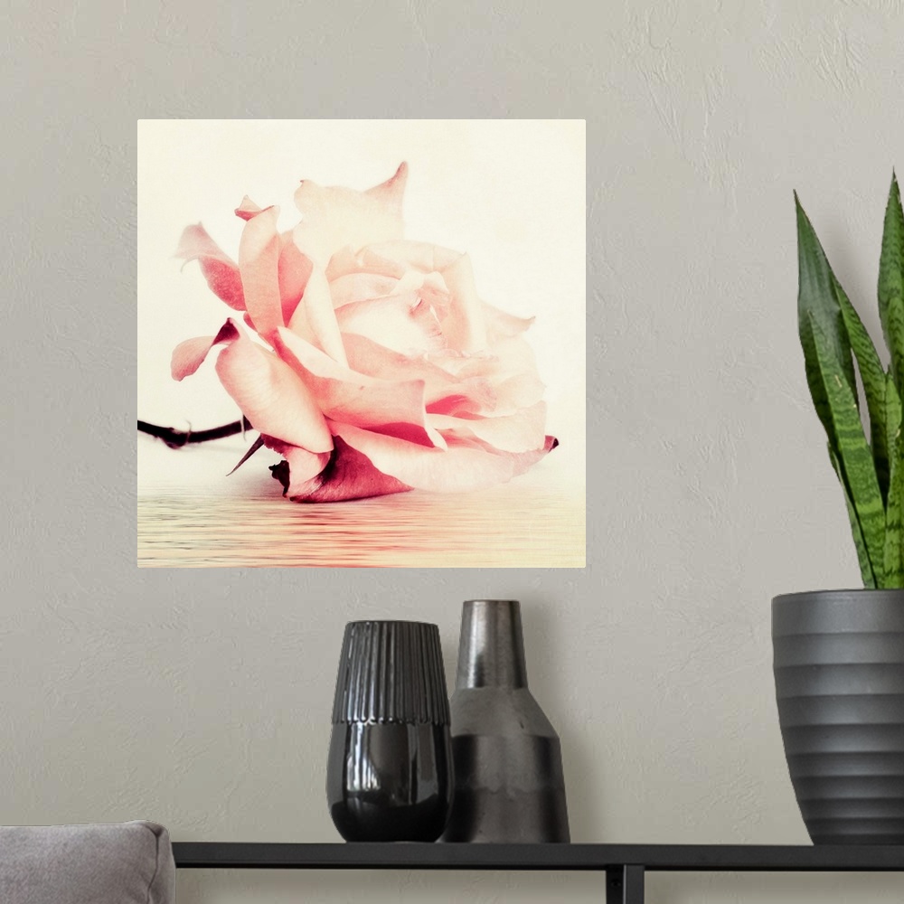 A modern room featuring Photo of a single pink rose with vintage muted tones and texture.