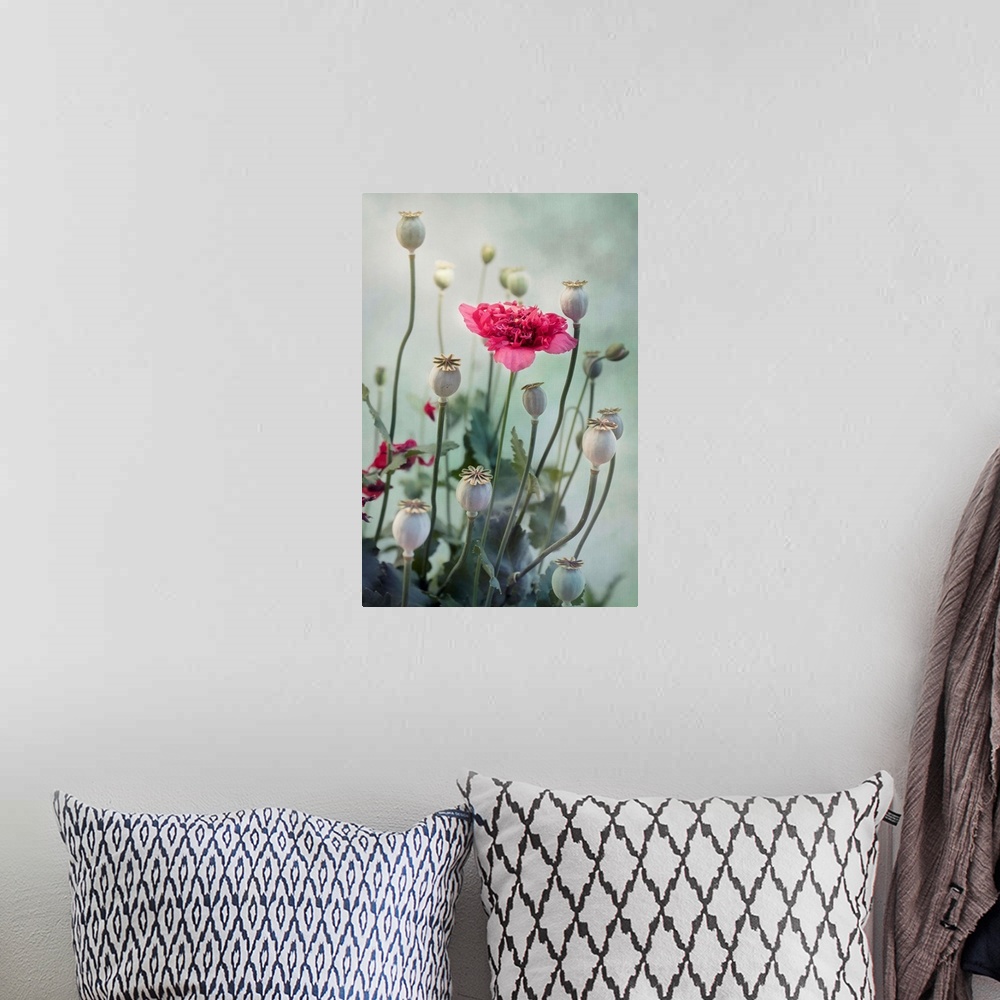 A bohemian room featuring Poppy flower in all its stages of life