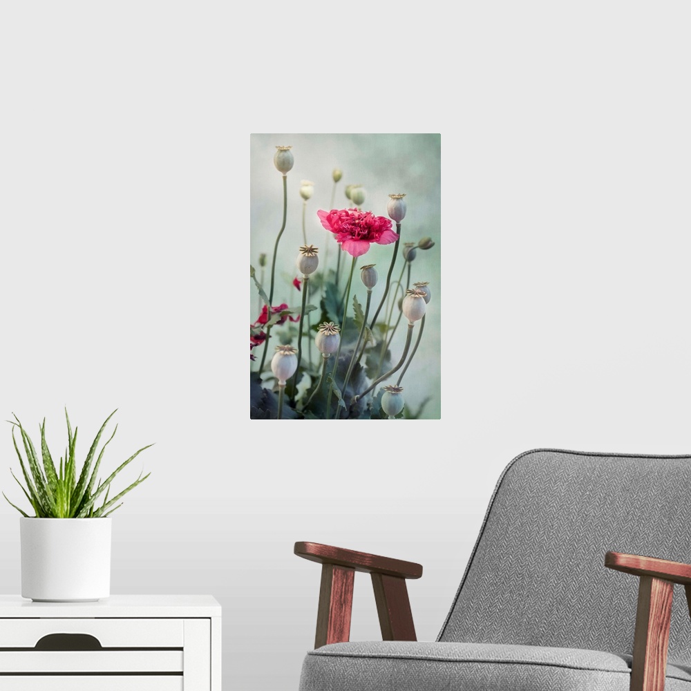 A modern room featuring Poppy flower in all its stages of life