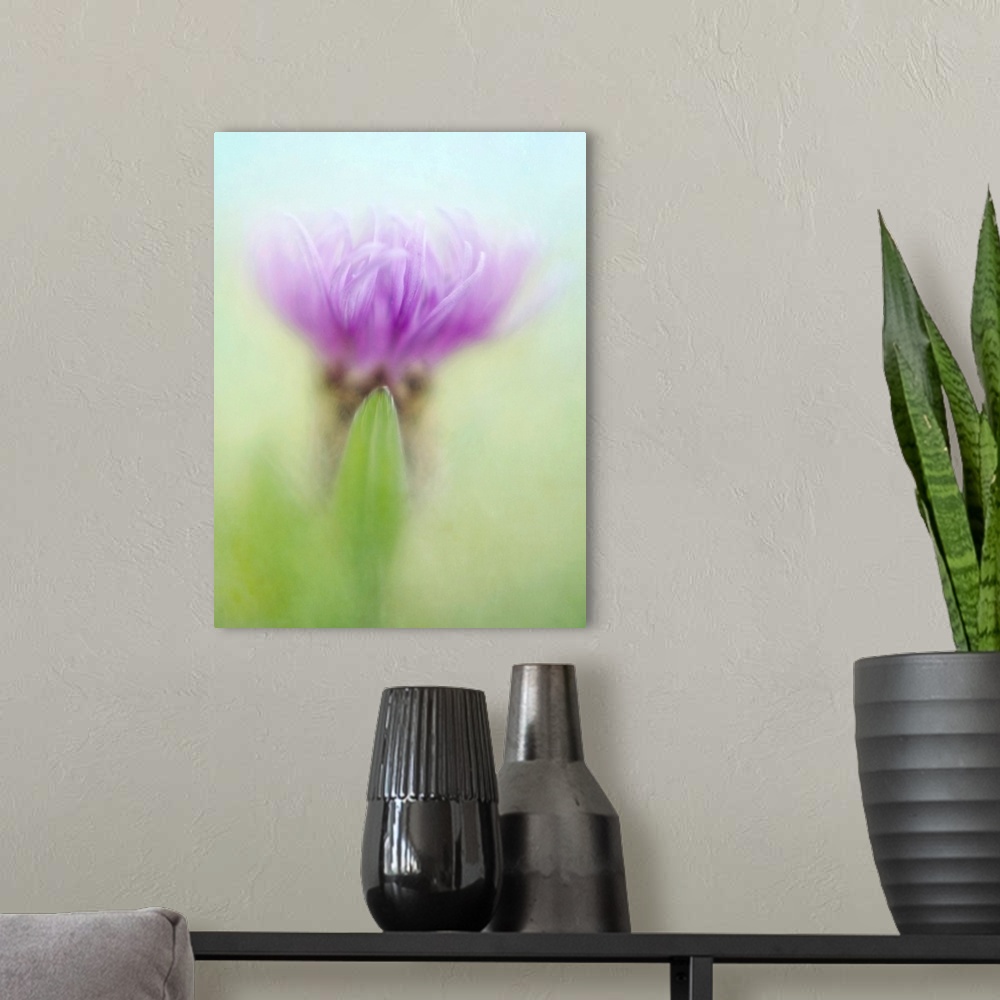 A modern room featuring Knapweed, a beautiful wildflower, taken with sharpness at the point