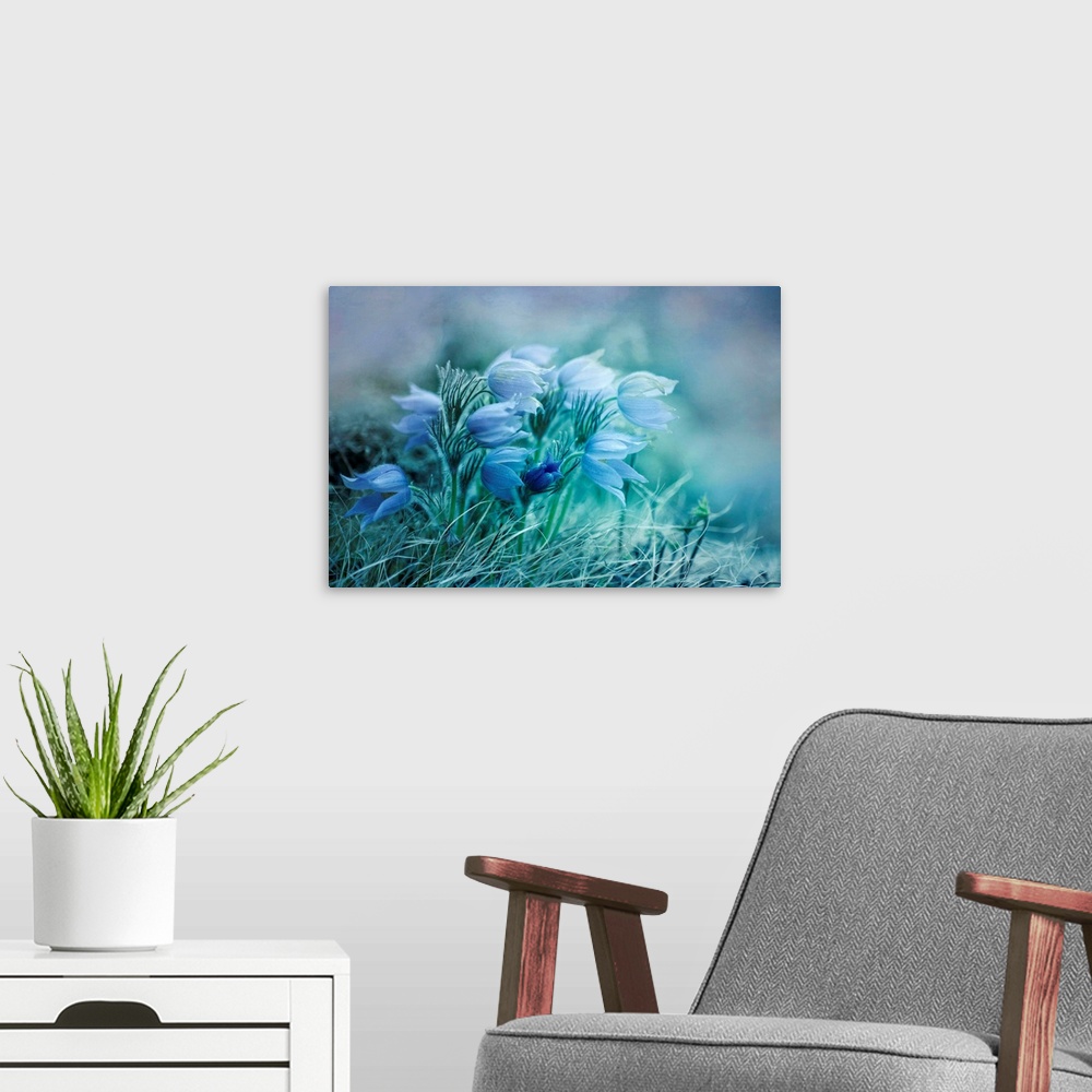 A modern room featuring A group of pasque flowers, the first flowers in spring. Colors of this image are mostly blue.