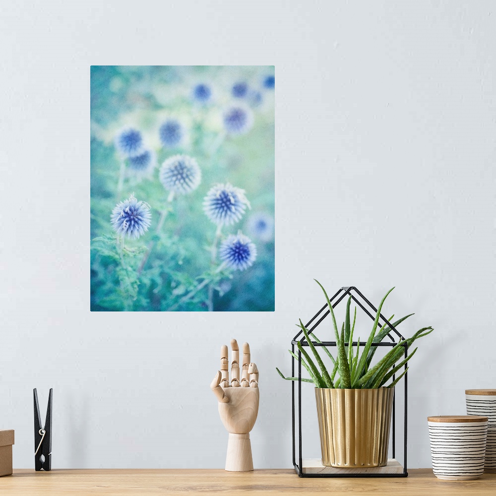 A bohemian room featuring Globe thistles from last summer, taken with a shallow depth of field