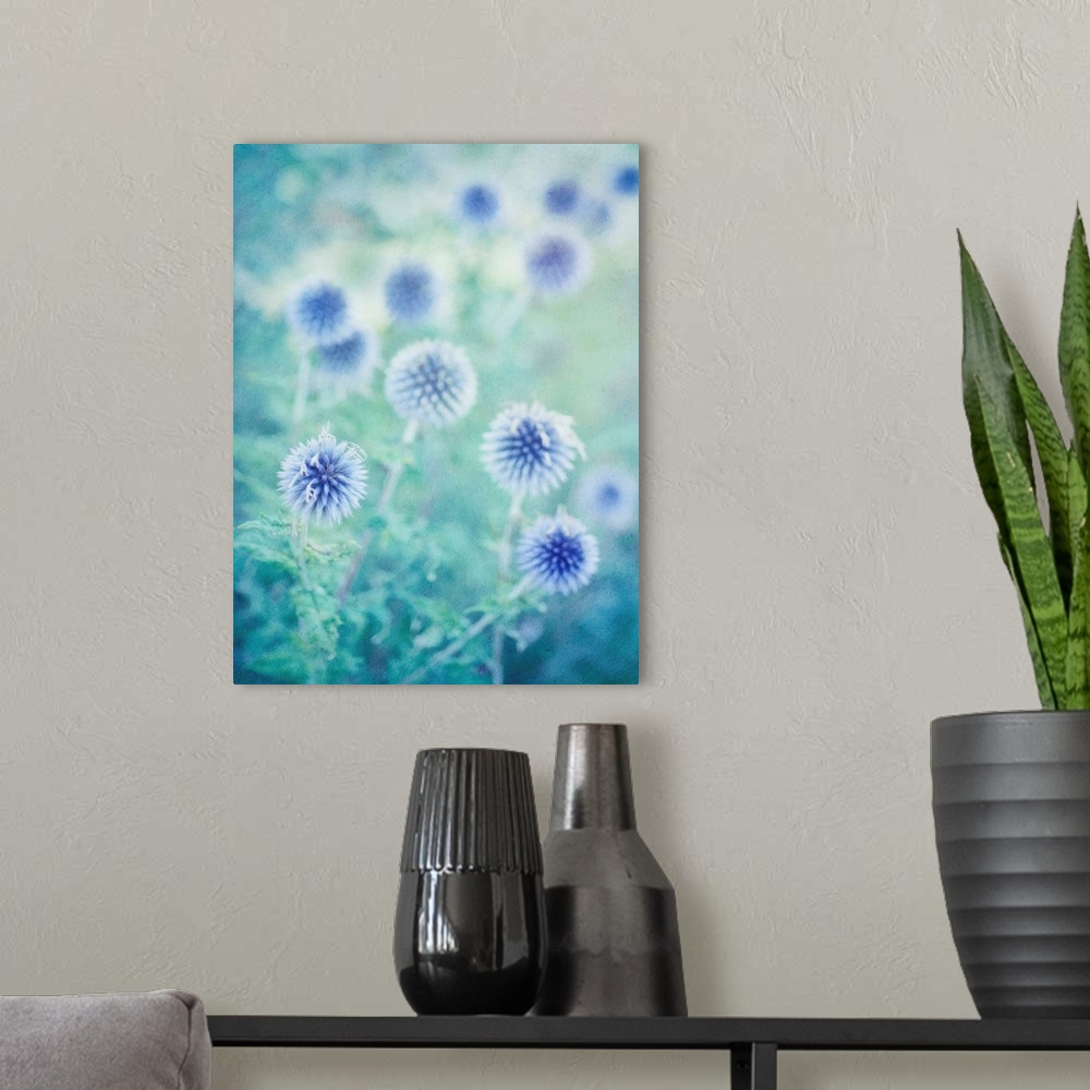 A modern room featuring Globe thistles from last summer, taken with a shallow depth of field