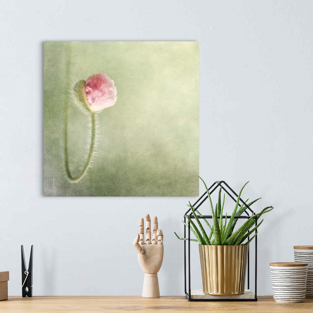 A bohemian room featuring An artistic photograph of a pink flower on a curved stem in focus against a pale green background.