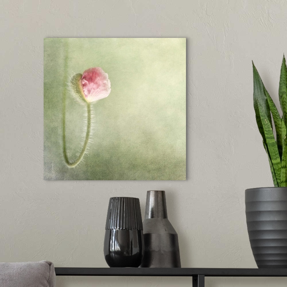 A modern room featuring An artistic photograph of a pink flower on a curved stem in focus against a pale green background.