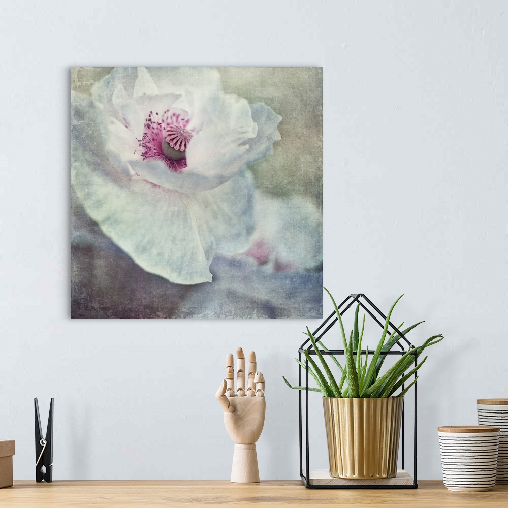 A bohemian room featuring An artistic photograph of white and pink flower close-up.
