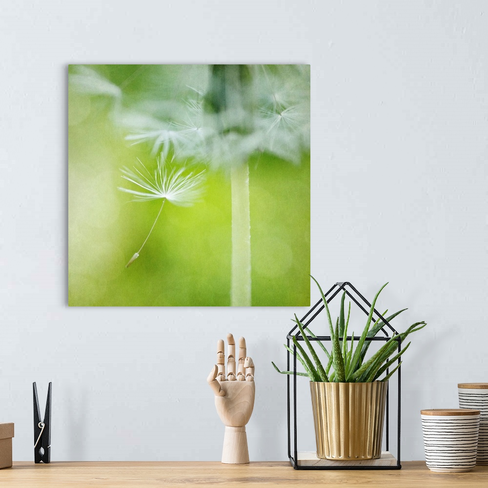 A bohemian room featuring Close-up photograph of a dandelion seed dancing in the wind.
