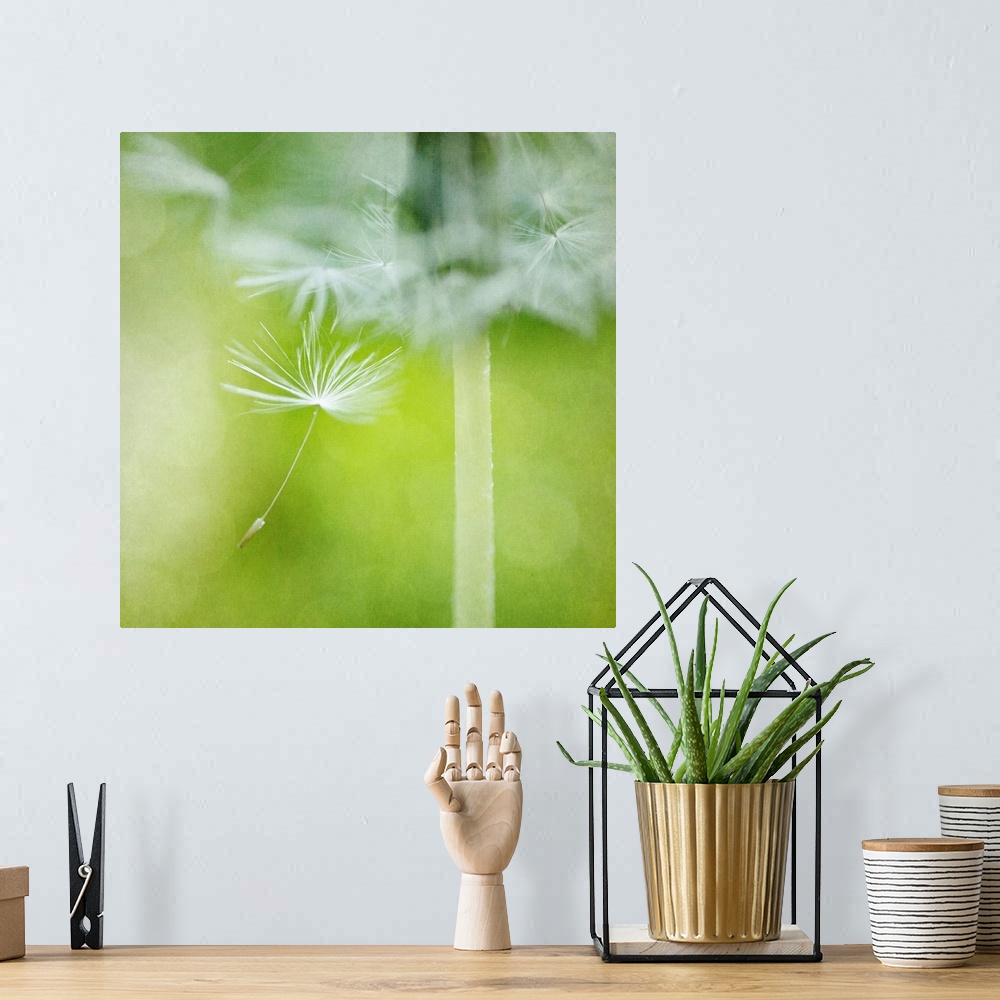 A bohemian room featuring Close-up photograph of a dandelion seed dancing in the wind.