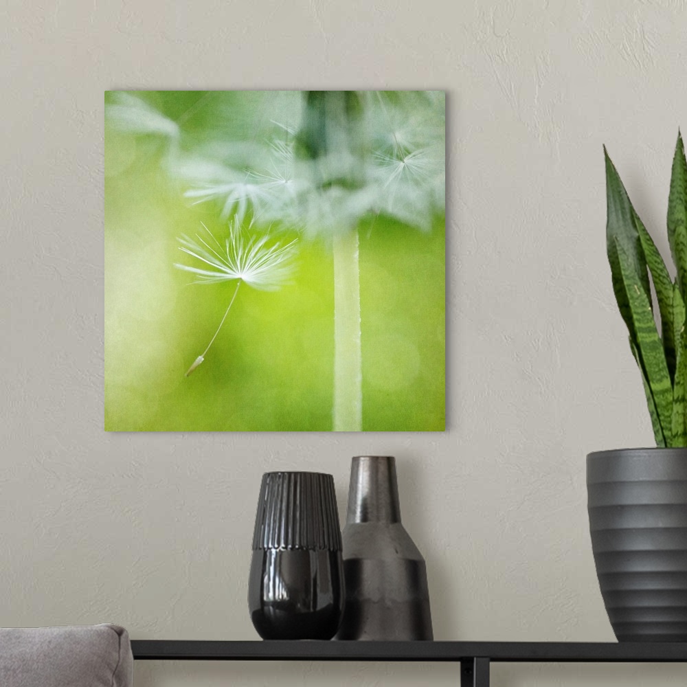 A modern room featuring Close-up photograph of a dandelion seed dancing in the wind.