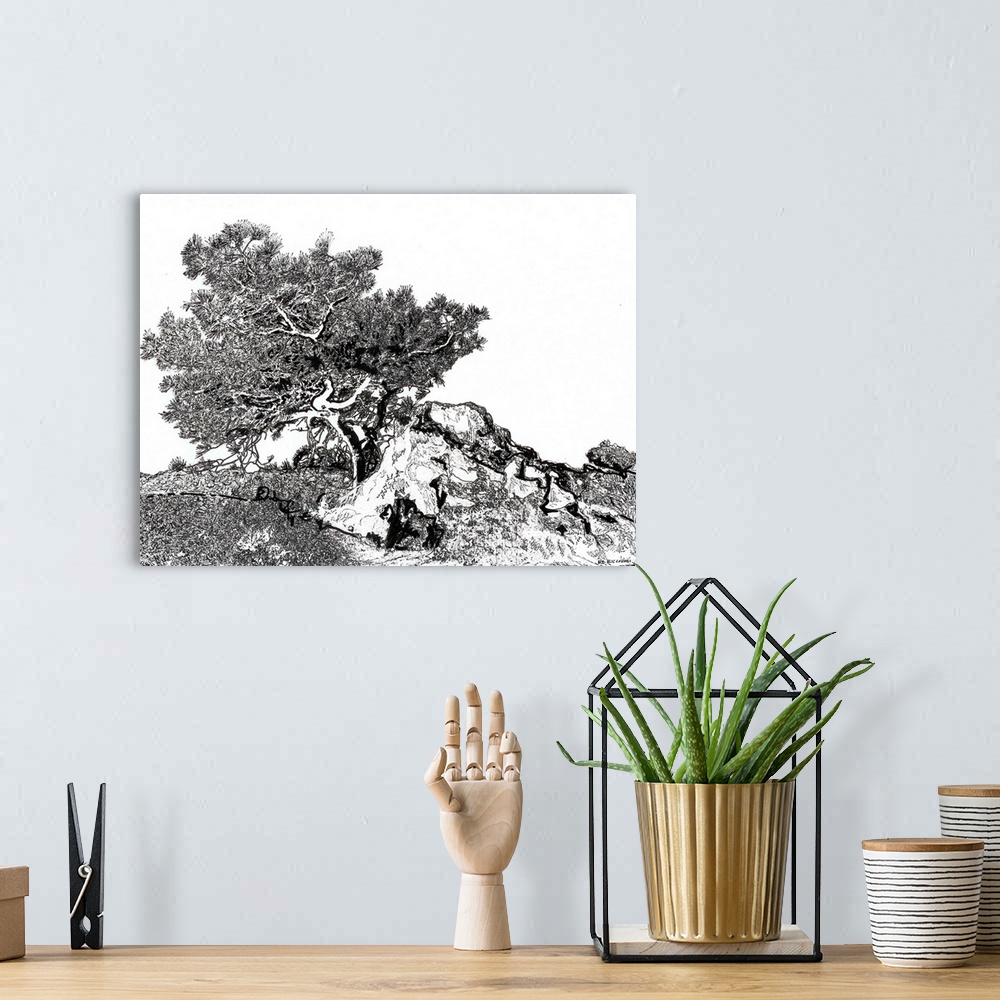A bohemian room featuring Torrey Pine Tree, pen and ink drawing by Rd Riccoboni. Torrey pine trees is the rarest native pin...