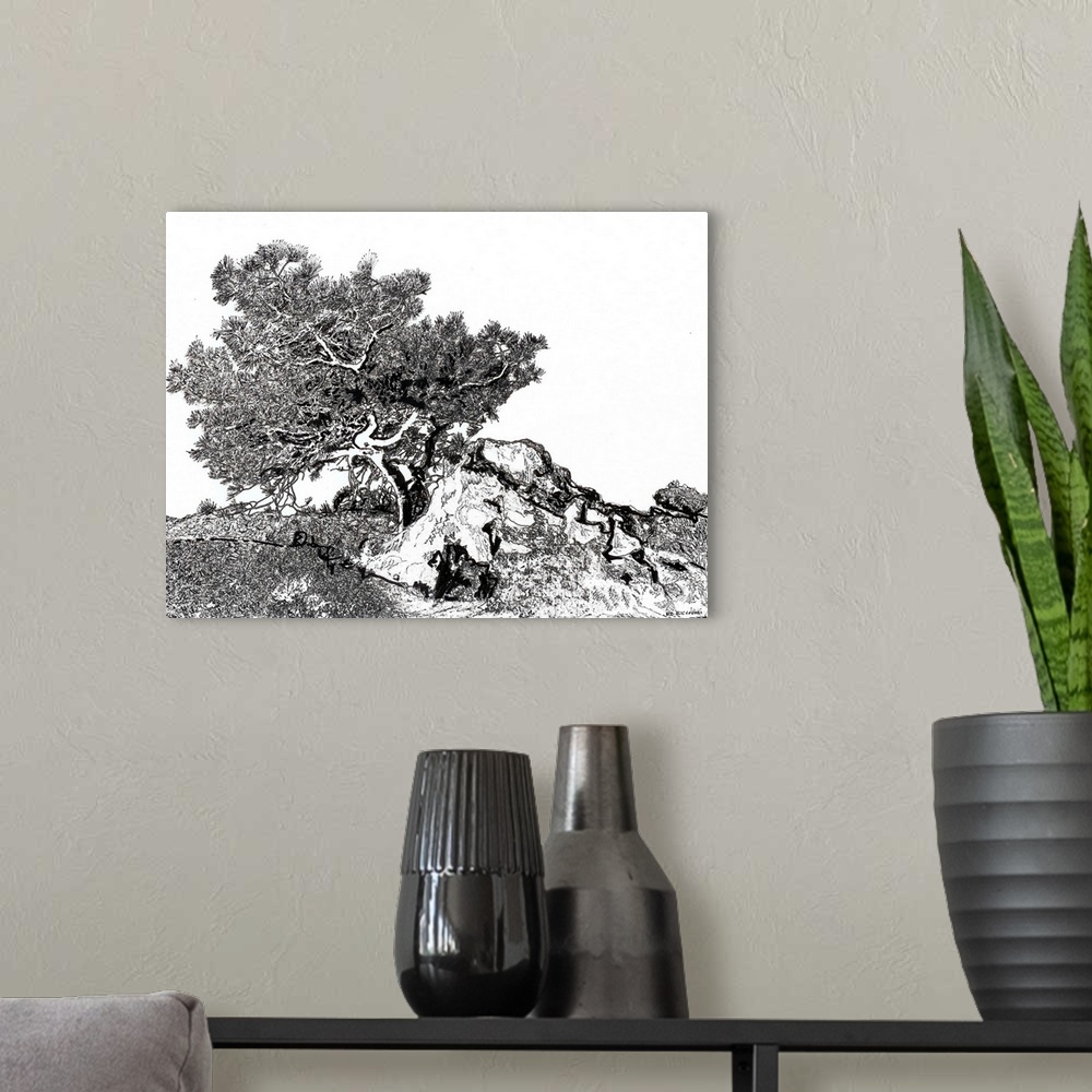 A modern room featuring Torrey Pine Tree, pen and ink drawing by Rd Riccoboni. Torrey pine trees is the rarest native pin...