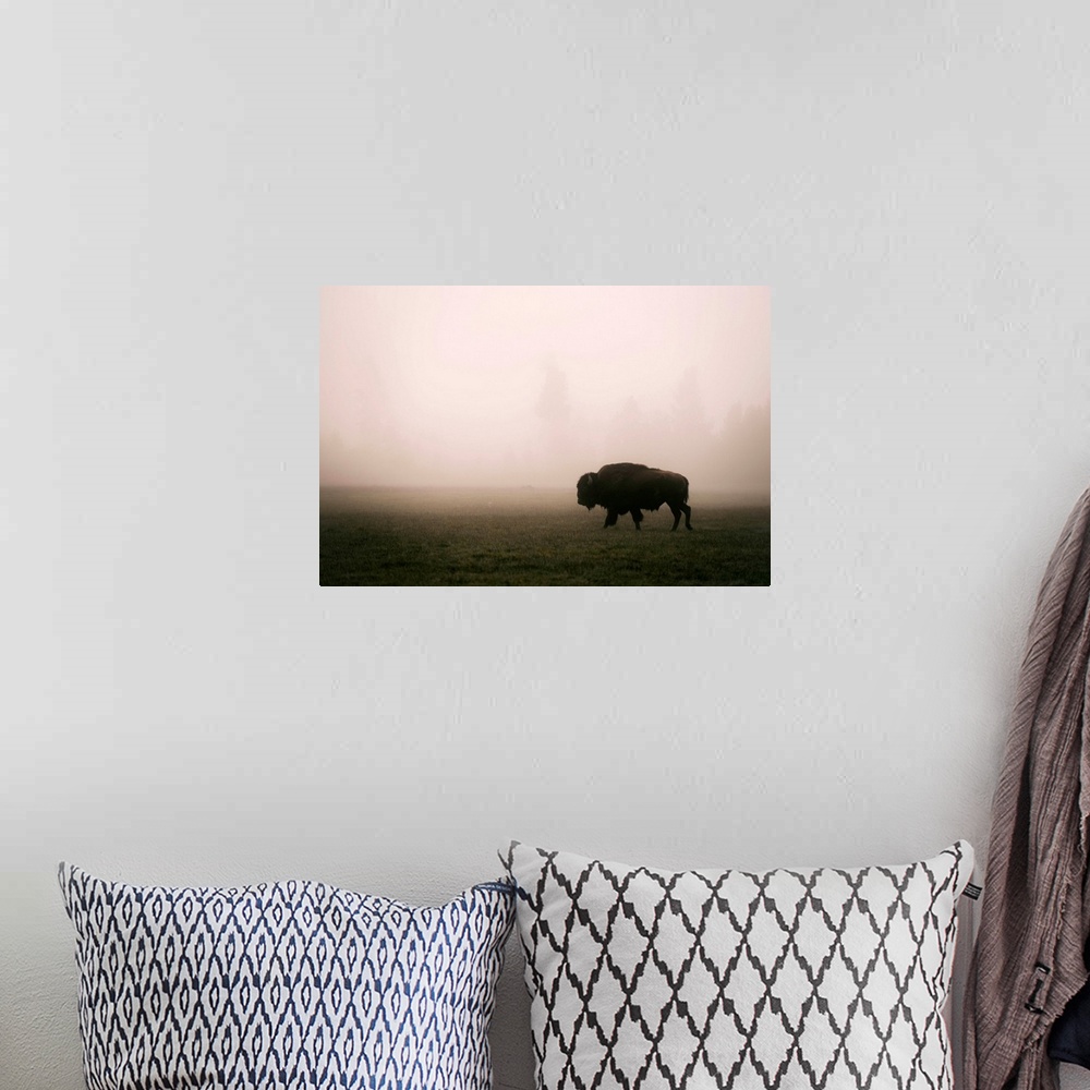 A bohemian room featuring A bison in a misty field at Yellowstone National Park, Wyoming.