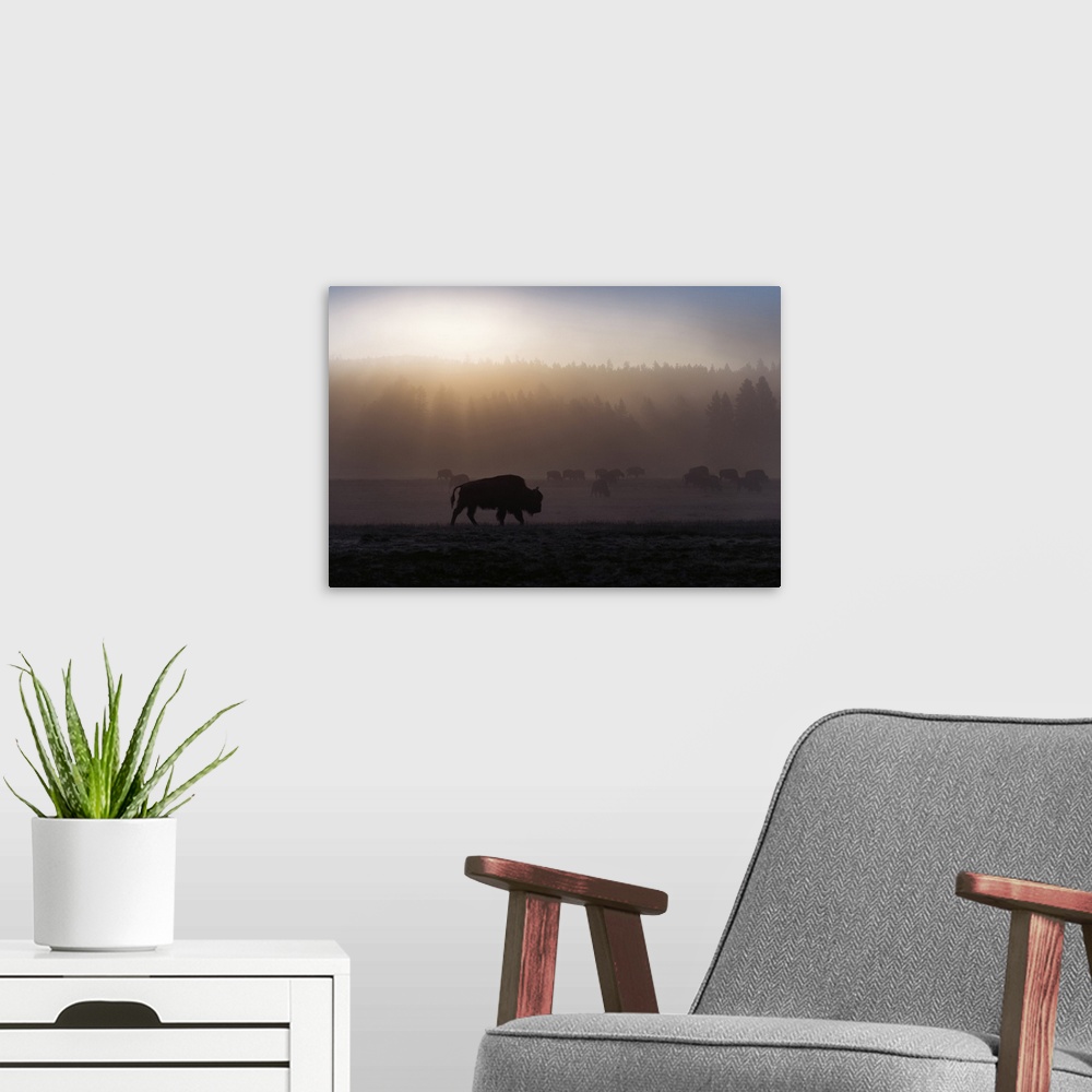 A modern room featuring A bison in a misty field at Yellowstone National Park, Wyoming.