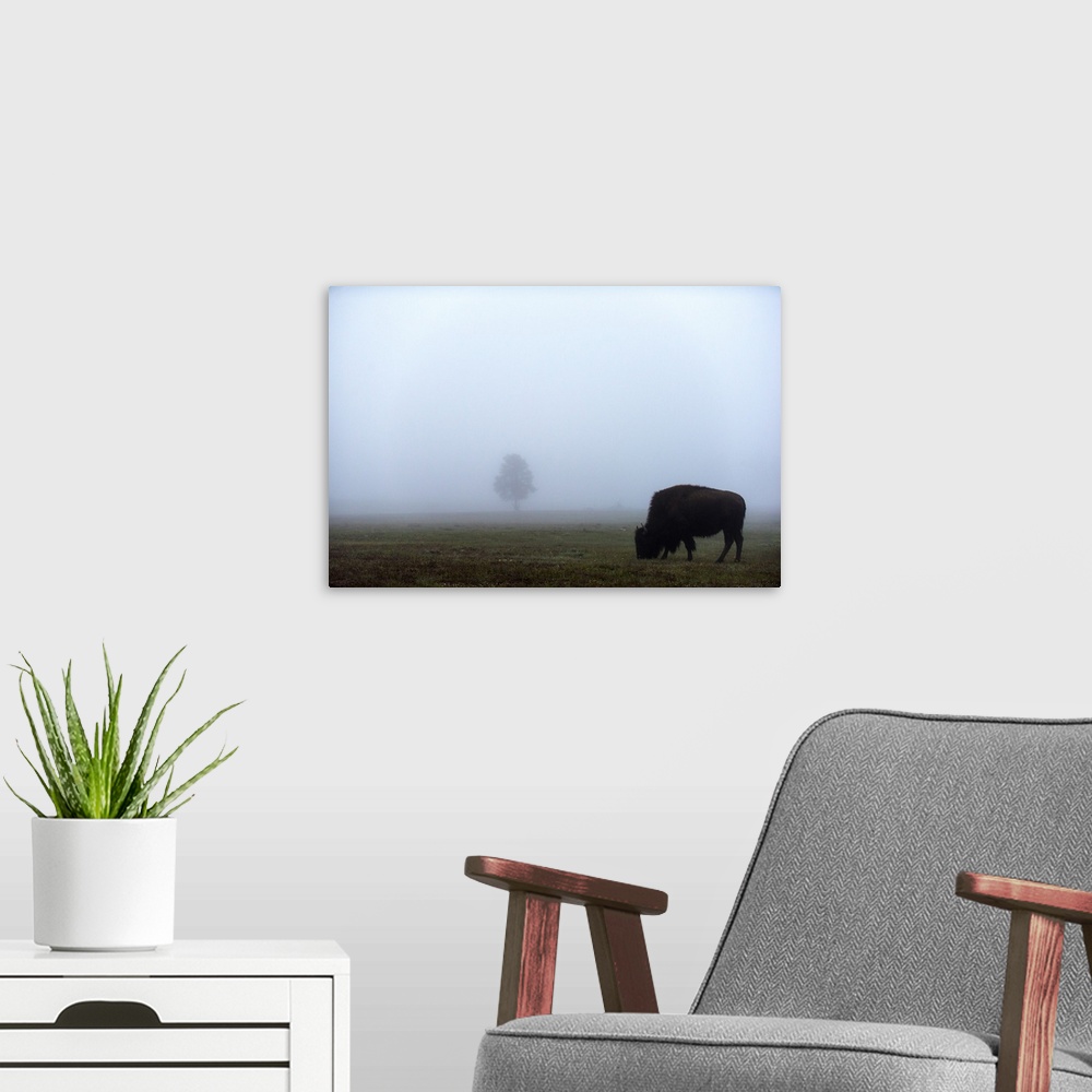 A modern room featuring A bison grazing in a field with a single tree in the distance.