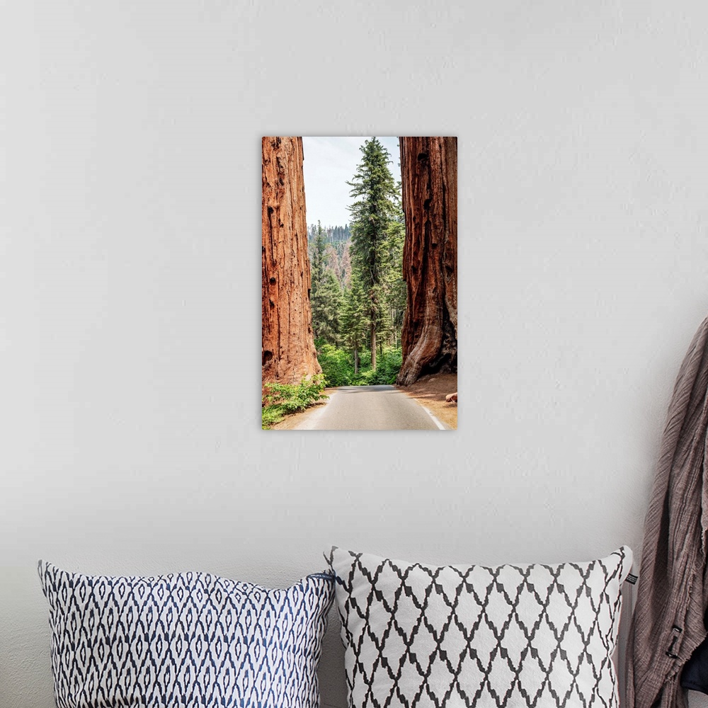 A bohemian room featuring A road splits two giant Sequoias in Sequoia National Park, California.