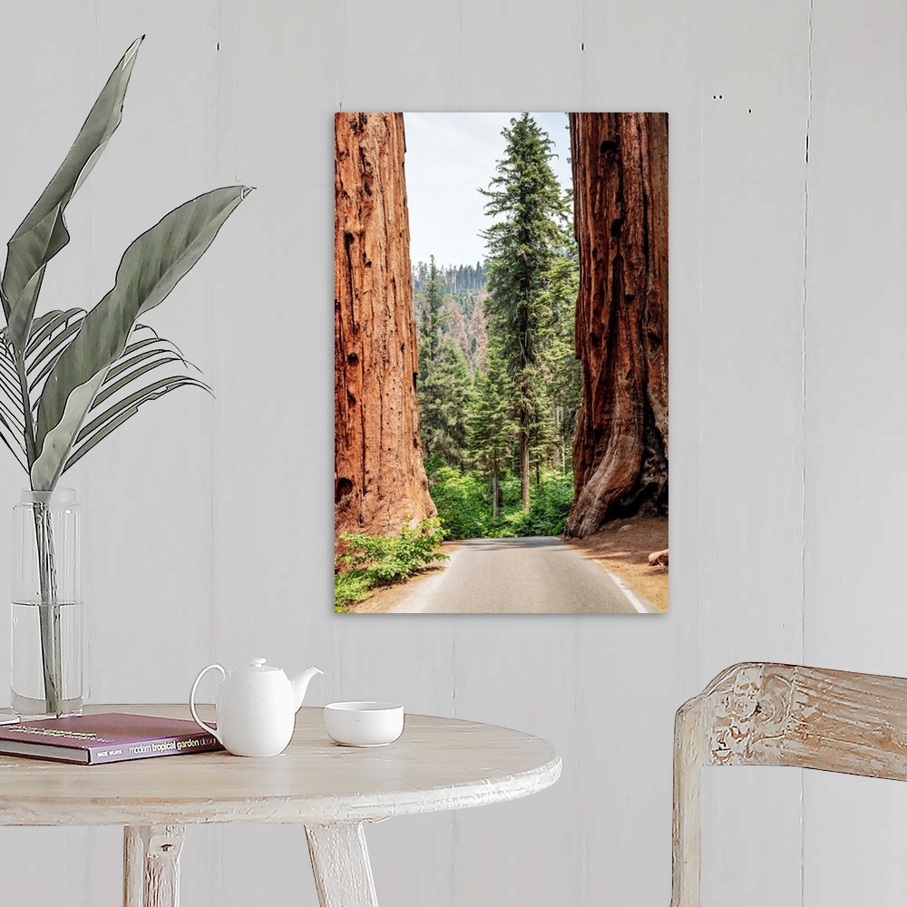 A farmhouse room featuring A road splits two giant Sequoias in Sequoia National Park, California.