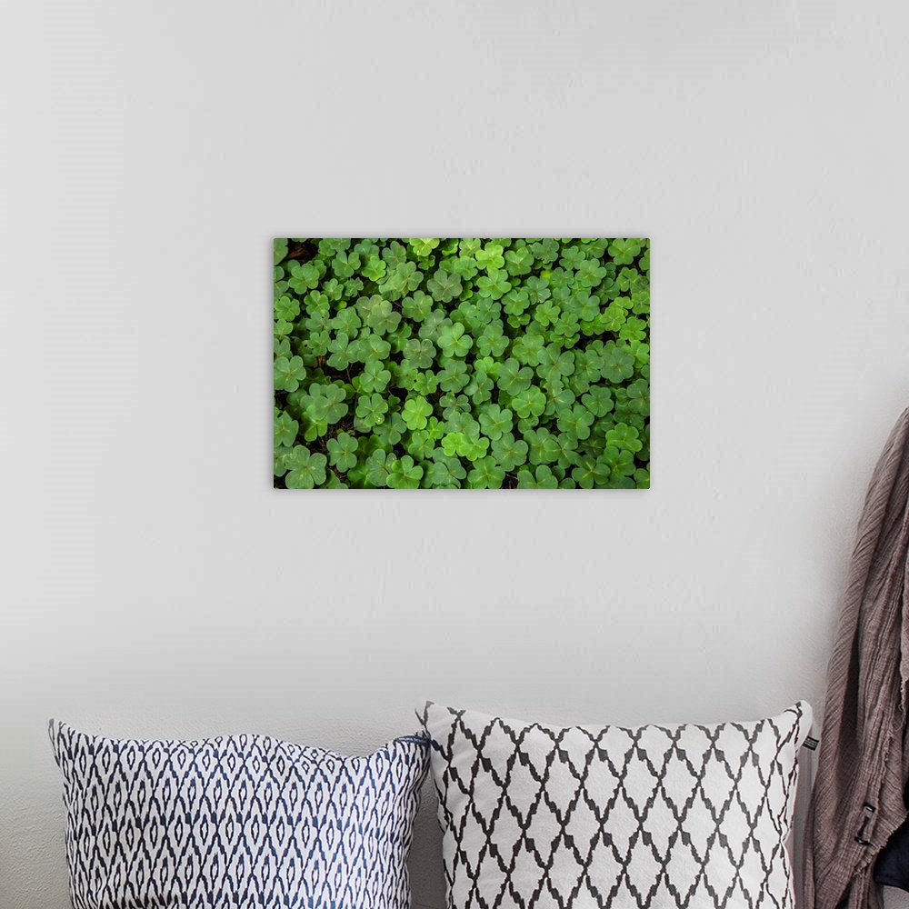 A bohemian room featuring Close up photo of three leaf clovers in San Francisco, California.