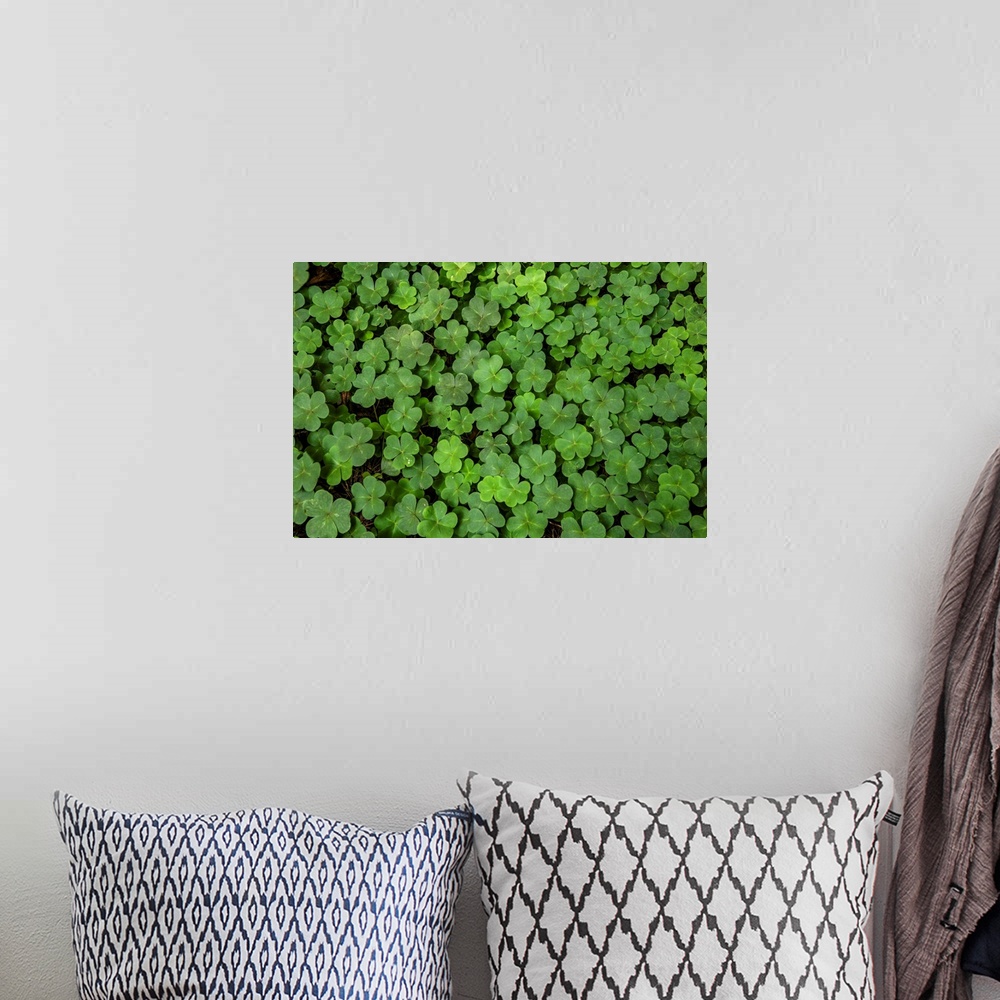 A bohemian room featuring Close up photo of three leaf clovers in San Francisco, California.