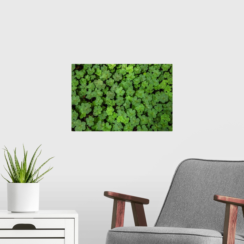 A modern room featuring Close up photo of three leaf clovers in San Francisco, California.