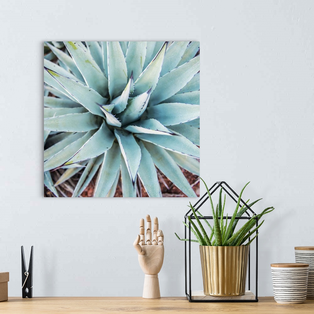 A bohemian room featuring Square photograph of an agave plant in Sedona, AZ with cool hues.