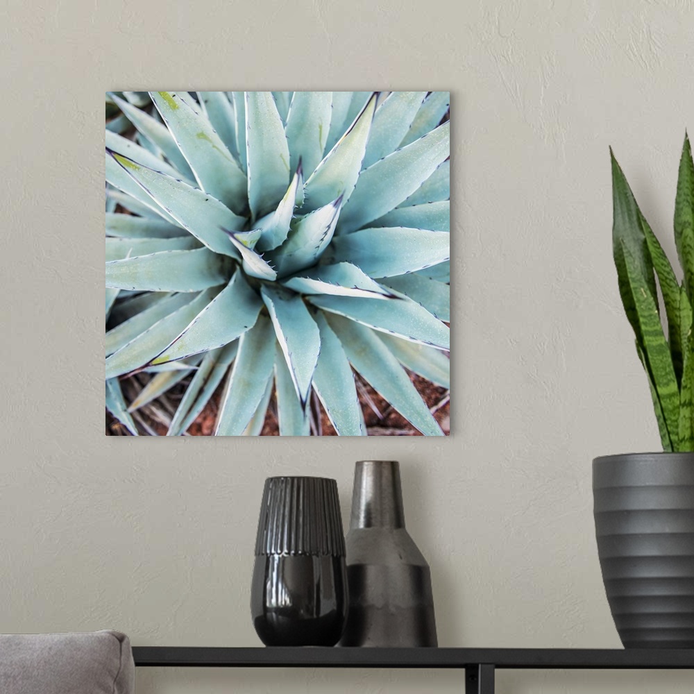 A modern room featuring Square photograph of an agave plant in Sedona, AZ with cool hues.