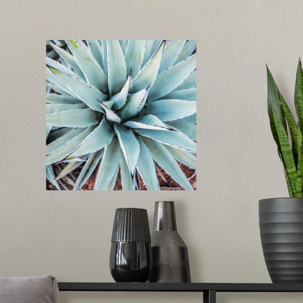 A modern room featuring Square photograph of an agave plant in Sedona, AZ with cool hues.