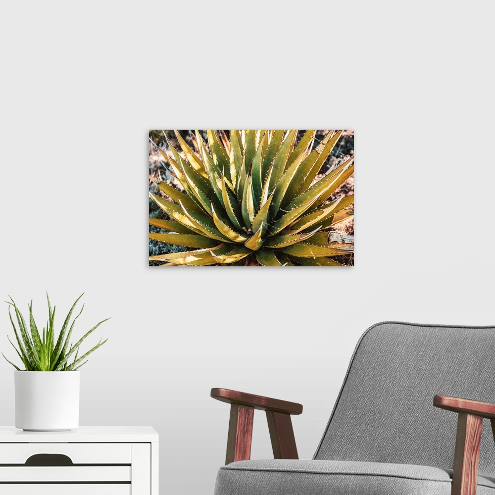 A modern room featuring Agave Plant in Grand Canyon National Park, Arizona.