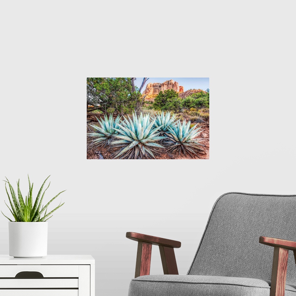 A modern room featuring Landscape photograph of Agave plants in Sedona, AZ with Cathedral Rock in the background.