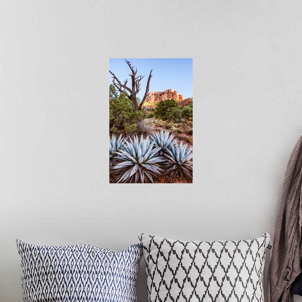 A bohemian room featuring View of agave plants with Cathedral Rock in the background, Sedona, Arizona.