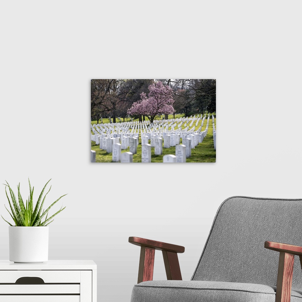A modern room featuring Military cemetery in Arlington, Virginia, with a cherry tree in bloom.
