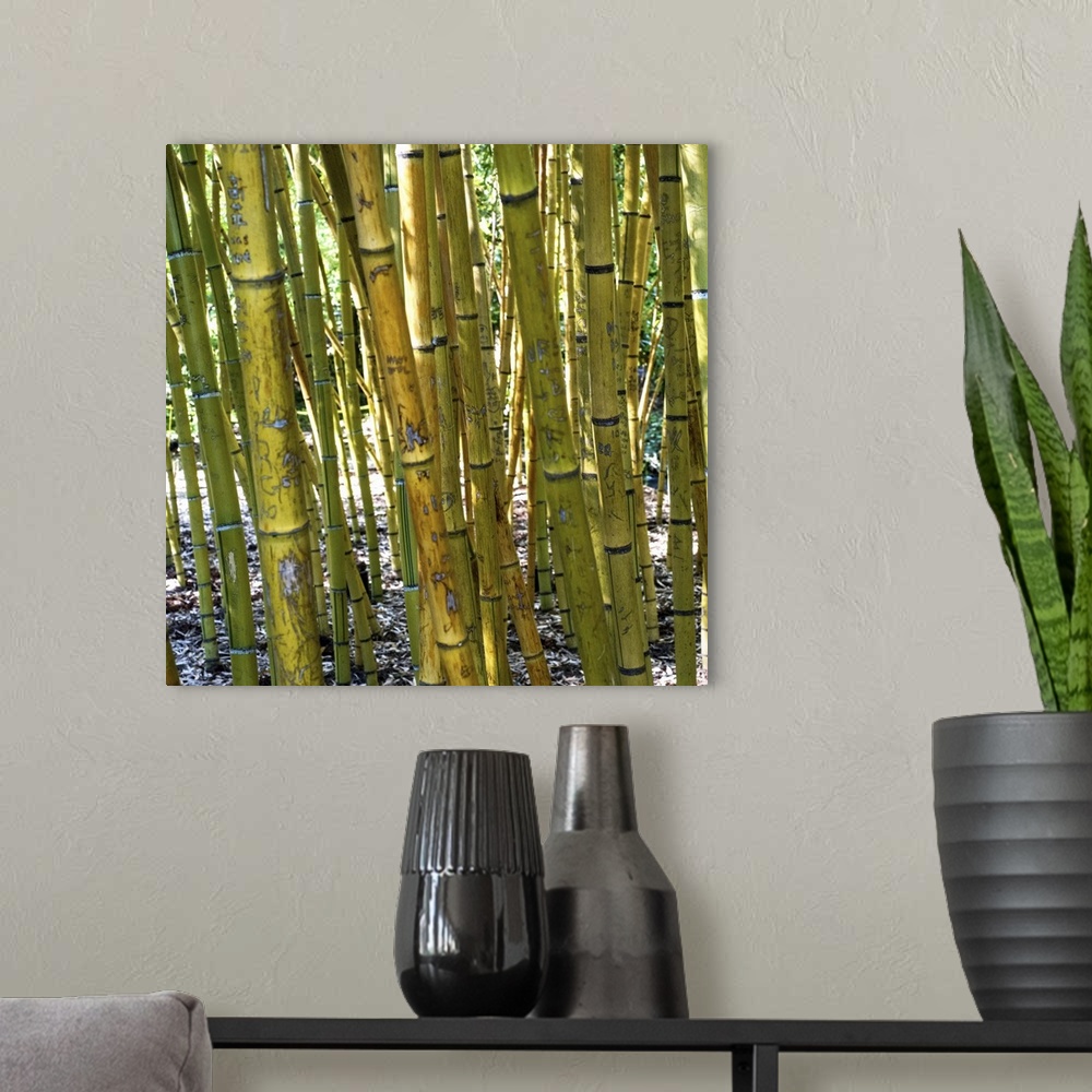 A modern room featuring Yellow and green bamboo grove in Duke Gardens, Durham, NC.