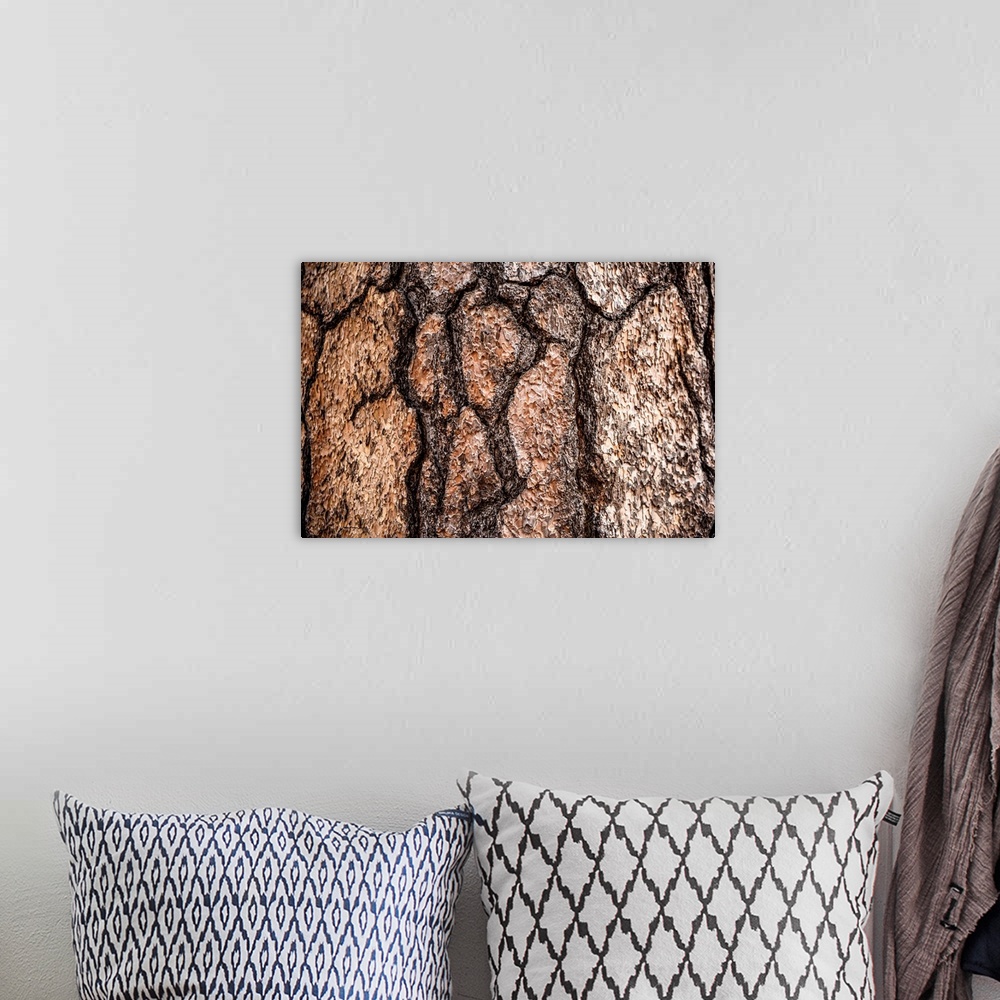 A bohemian room featuring Photo of the detail of bark in Sequoia National Park, California.