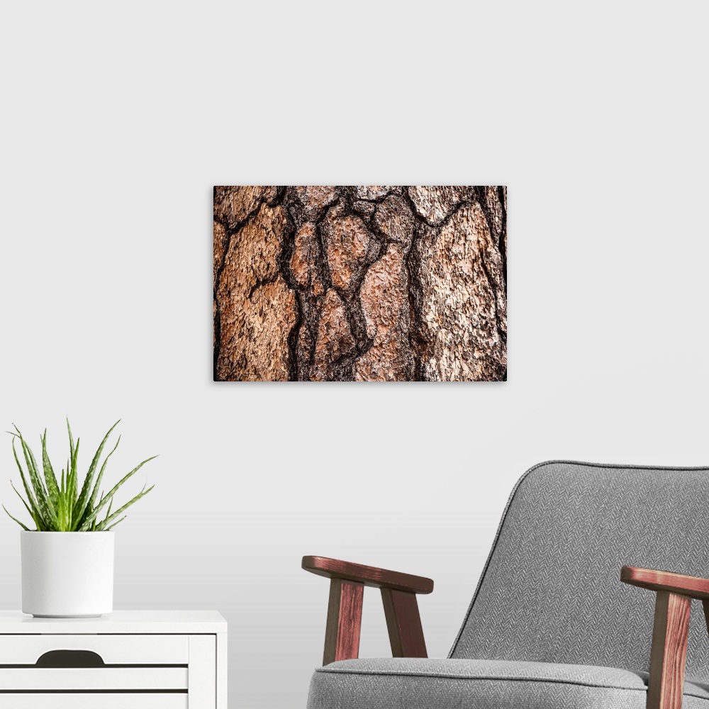A modern room featuring Photo of the detail of bark in Sequoia National Park, California.