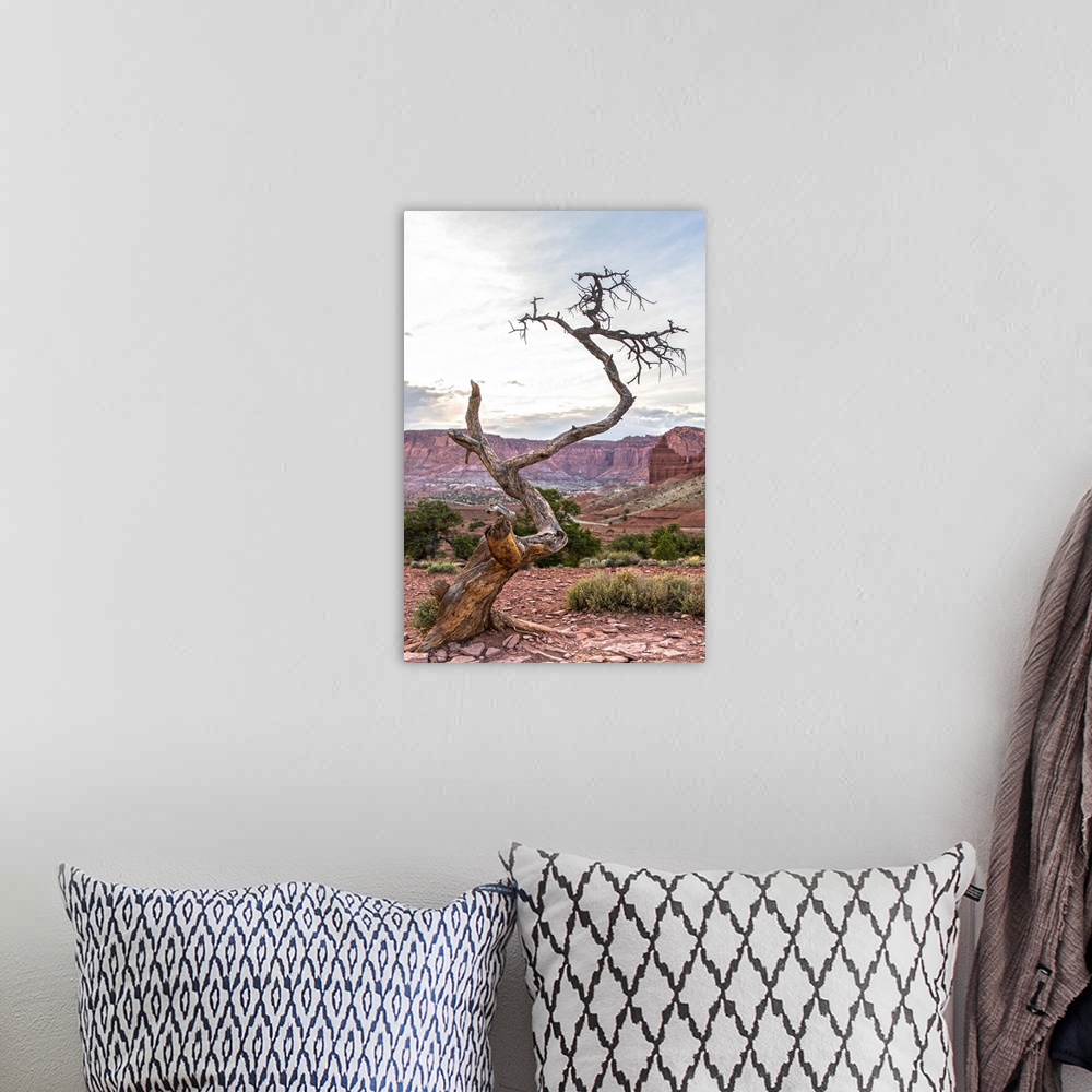 A bohemian room featuring View of a barren tree at Panorama Point in Capitol Reef National Park, Utah.