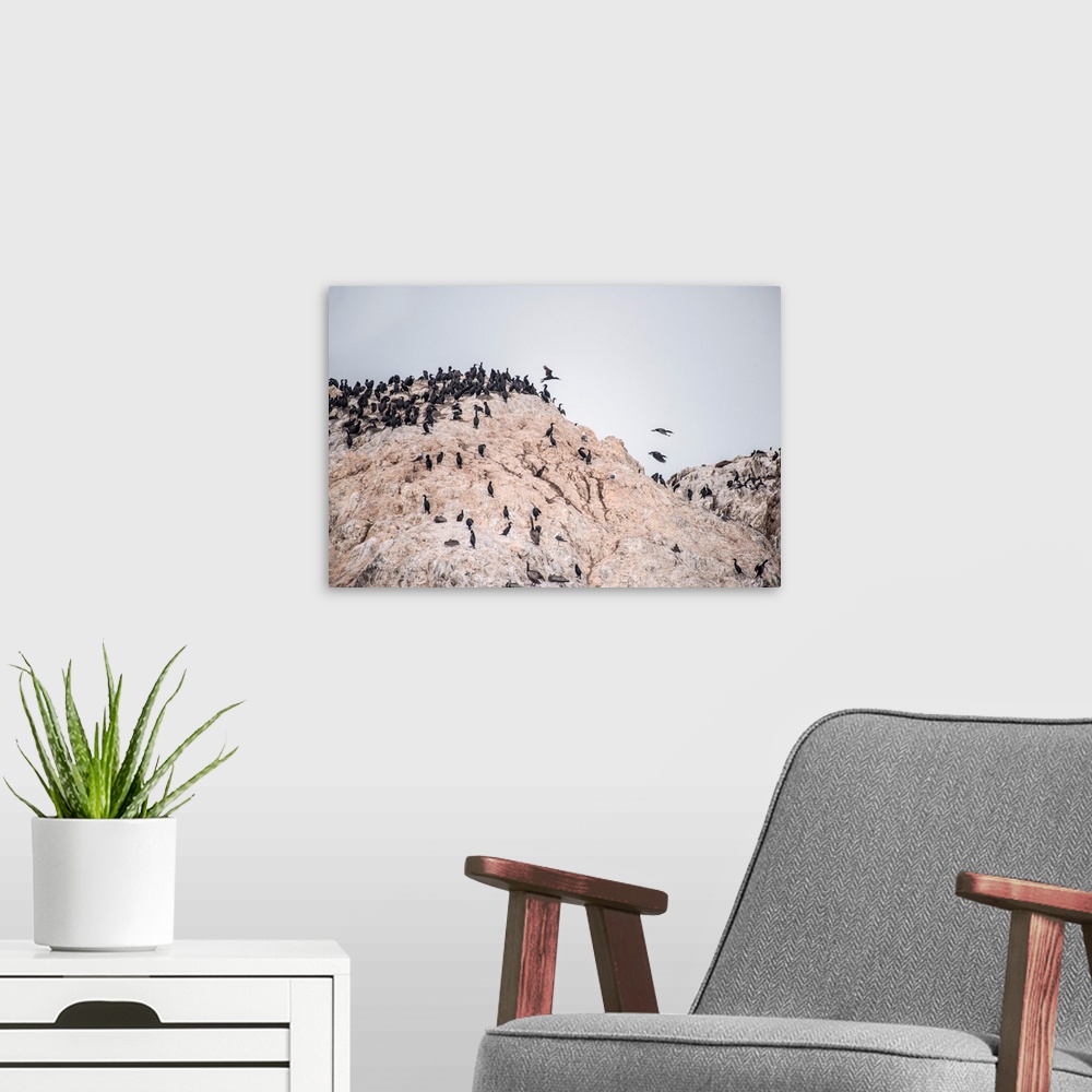 A modern room featuring View of birds congregating on a sea stack on Seal Rock Beach, California.