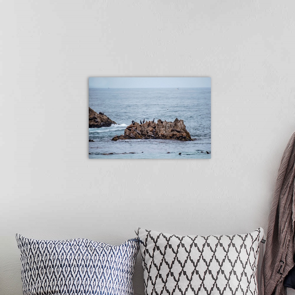 A bohemian room featuring View of seals and birds congregating on a sea stack on Seal Rock Beach, California.