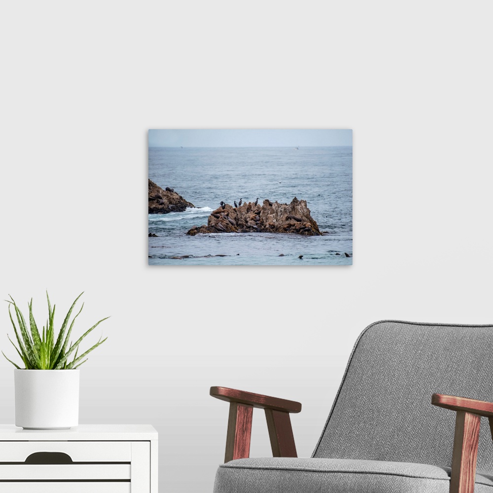 A modern room featuring View of seals and birds congregating on a sea stack on Seal Rock Beach, California.