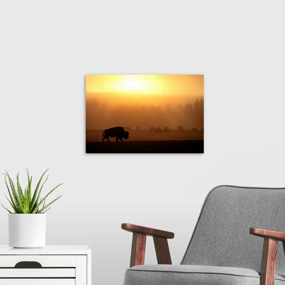 A modern room featuring Bison in a field of mist at Yellowstone National Park, Wyoming.