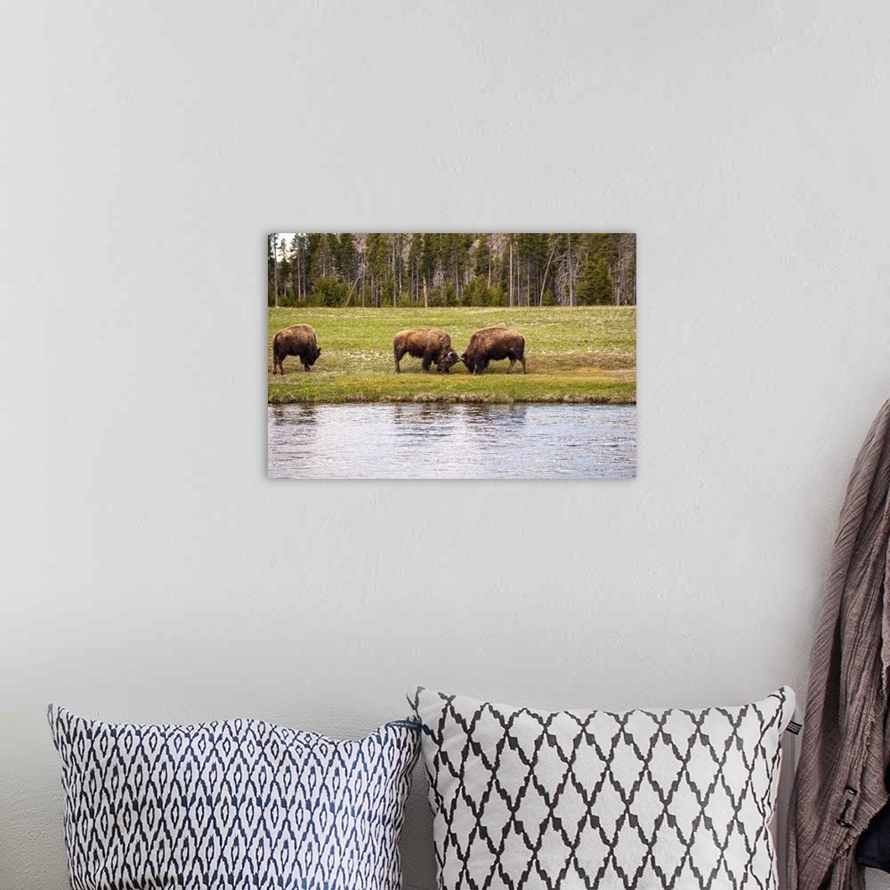 A bohemian room featuring Bison in a meadow along a lake at Yellowstone National Park.