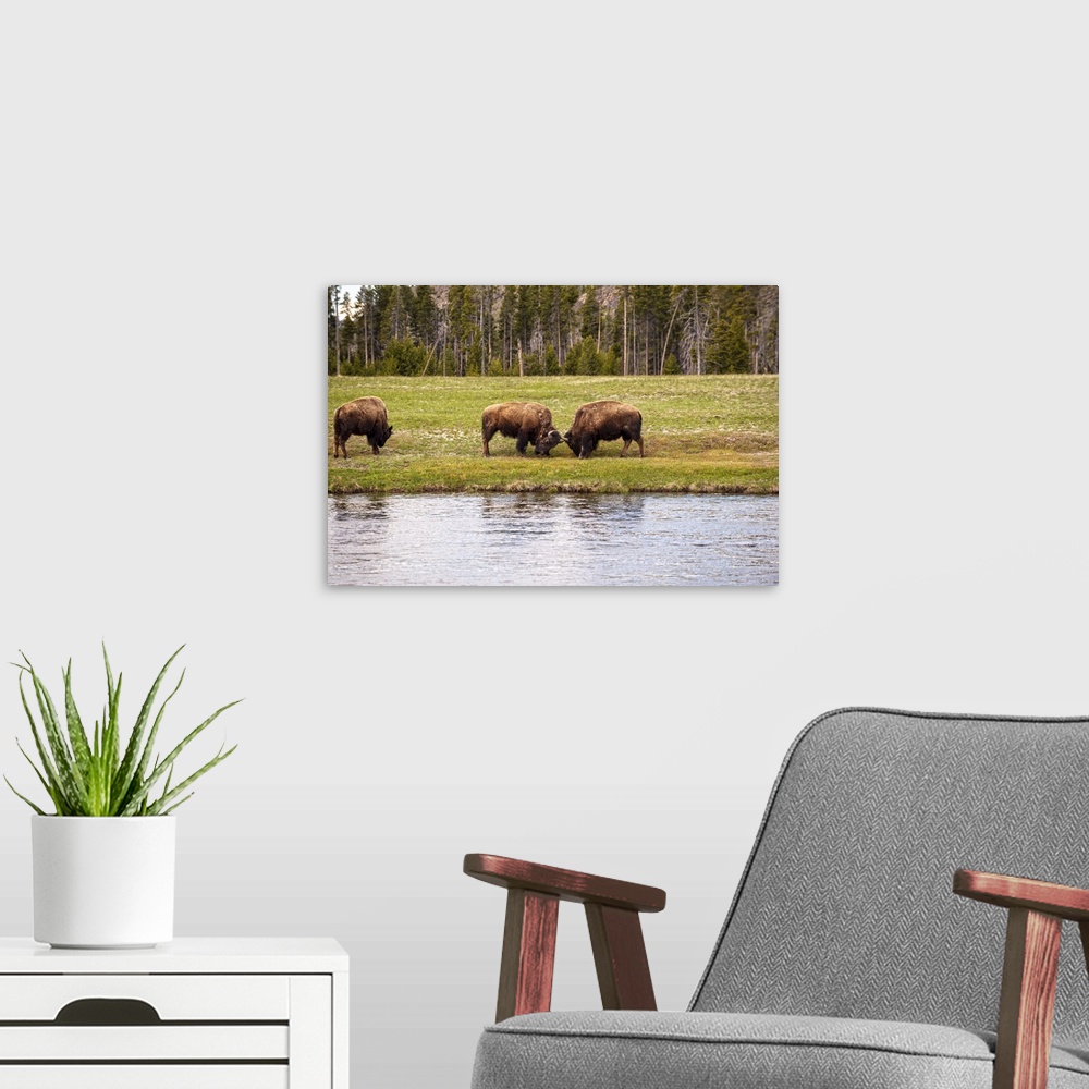 A modern room featuring Bison in a meadow along a lake at Yellowstone National Park.