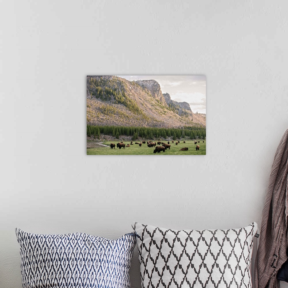 A bohemian room featuring Bison grazing in a field with a mountainous landscape in the background.