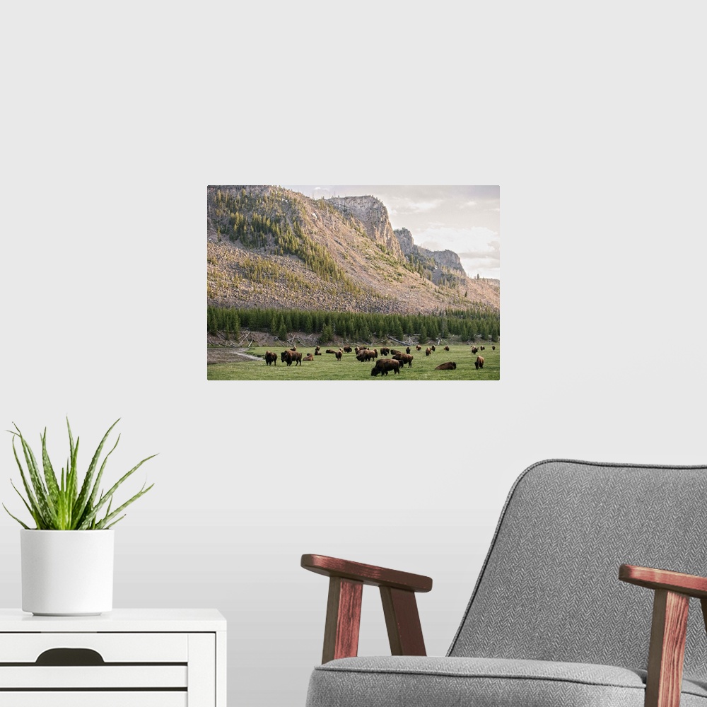 A modern room featuring Bison grazing in a field with a mountainous landscape in the background.