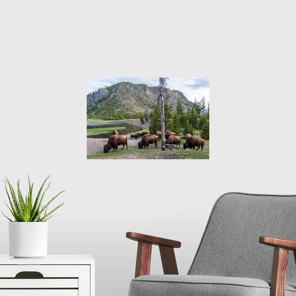 A modern room featuring Bison grazing in a field with a mountainous landscape in the background.